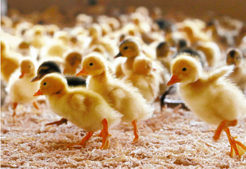 ★カモのヒナ、田んぼに入る！　ケロケロ通信　第１号