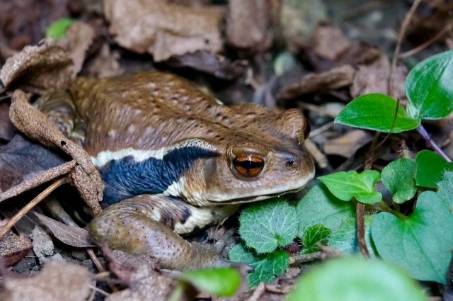 ★ガマガエル★味噌づくり　ケロケロ通信　第９号