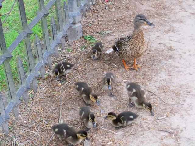 ★田んぼのカモを連れて帰りました★イノシシ　ケロケロ通信　第３号