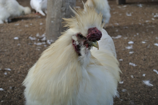 ★黒ウコッケイのヒナ！　ケロケロ通信　第５号