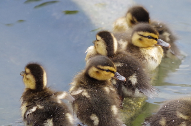 ★種まきをしました★カモのヒナが生まれました　ケロケロ通信　第１０号