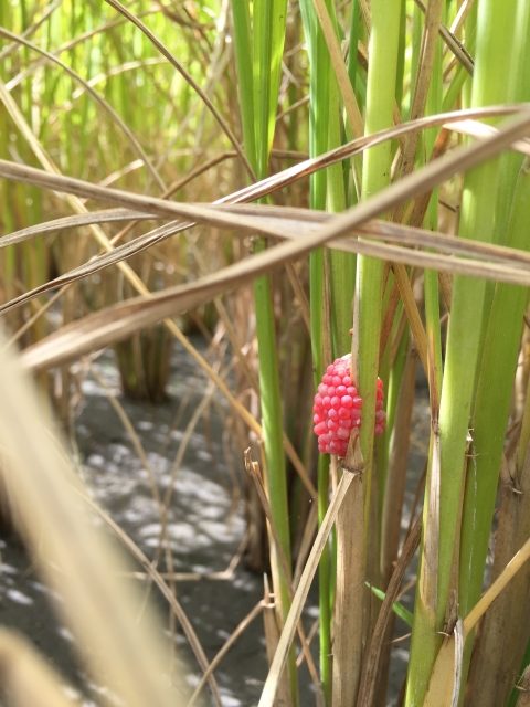 ★田植え★田んぼ見学会☀仔猫いませんか？　ケロケロ通信　第11号
