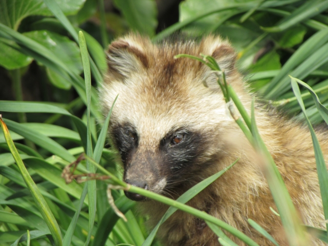 ☀カモが大きくなりました☀お便りコーナー　ケロケロ通信　第12号