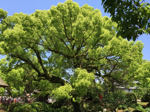 ★お遷宮★お父さんコーナー　ケロケロ通信　第24号