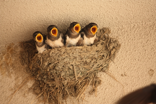 ★つばめの赤ちゃん★たまごが鳴いた　ケロケロ通信　第21号