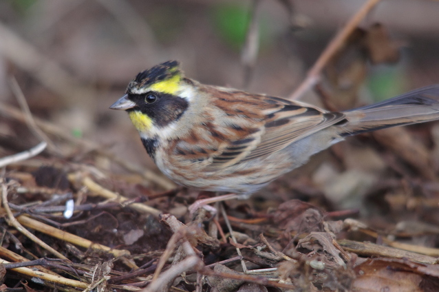 ★お母さんのコーナー★晃司のバードウォッチング１　ケロケロ通信　第29号