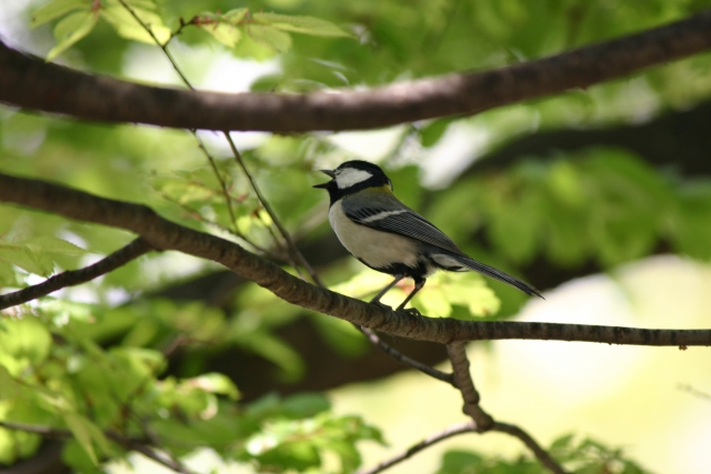 ★種蒔きをしました★晃司のバードウォッチング２　ケロケロ通信　第30号