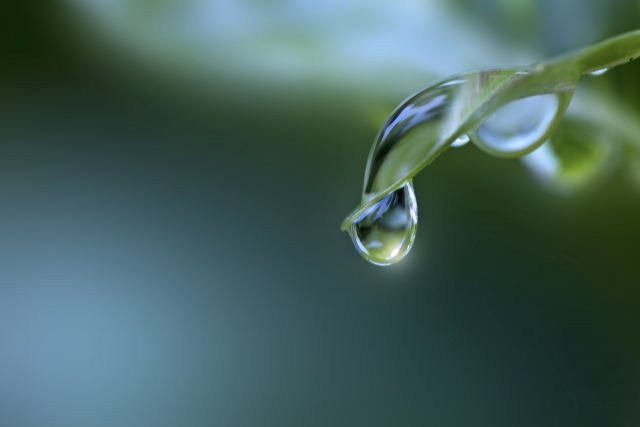 ★雨雨雨雨…★家族の紹介　ケロケロ通信　第２号