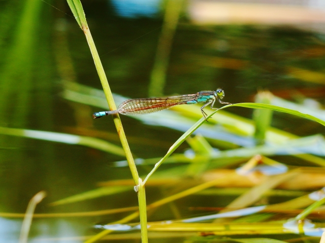 小川を生き返らせる「水辺のビオトープ」　ケロケロ通信　第49号