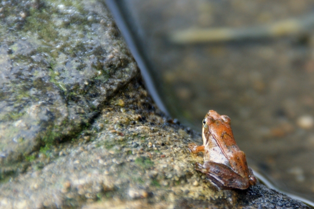 ★真冬に産卵するカエル　★かき餅　★ドブロク作り講習会　ケロケロ通信　第56号