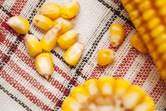 ★泉紀も大学生　★海老津小の環境教育　★遺伝子汚染、トウモロコシが危ない　ケロケロ通信　第57号