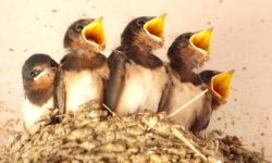 ★環境講座「アウトドアー自然体験楽校」　ケロケロ通信　第64号