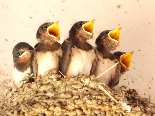 ★環境講座「アウトドアー自然体験楽校」　ケロケロ通信　第64号