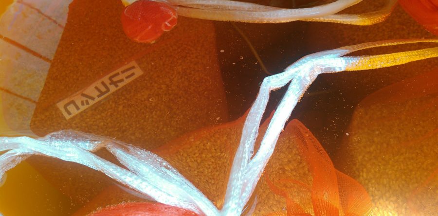 田植えの準備（塩水選編）