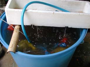 種籾の催芽（芽出し）