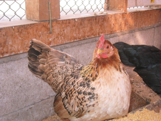 ❀チャボの巣ごもり❀いよいよ中学生　ケロケロ通信　第19号