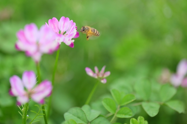 ★れんげ畑★米作りが始まります★鴨のヒナが生まれてきます　ケロケロ通信　第20号