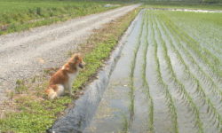 合鴨を入れる準備