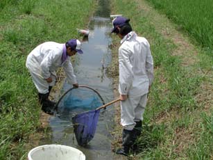 田んぼの生き物調査