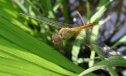 ウスバキトンボ