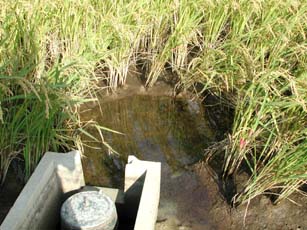 田んぼで生まれた魚たち