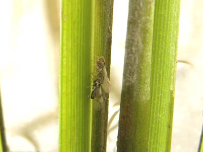 ウンカ大襲来！