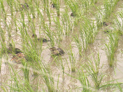 田んぼデビュー