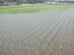 田植え直後の田んぼ