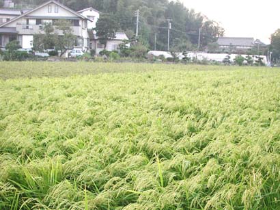 台風16号の被害状況