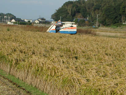 まだまだ稲刈り中