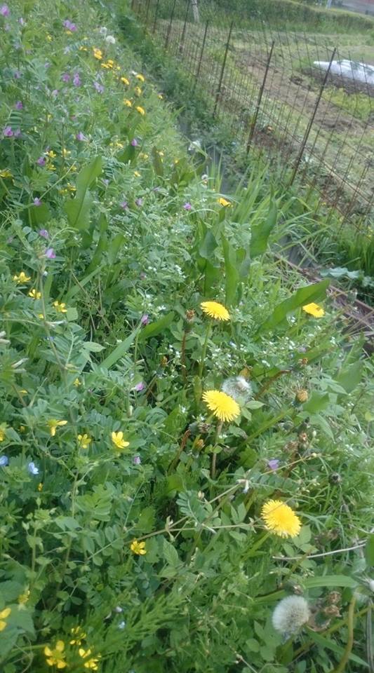 田植えの準備もまだまだ