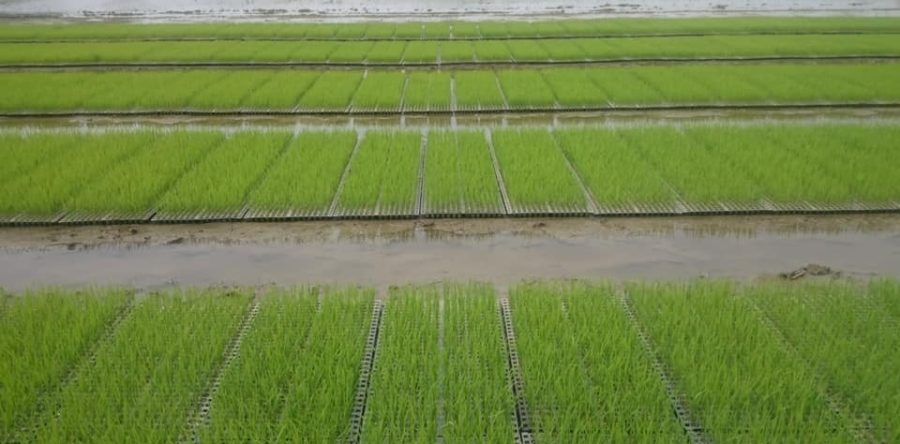 苗も元気に育っています