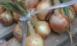 野菜を販売します