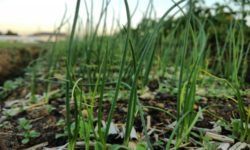 もうすぐ玉ねぎの定植です