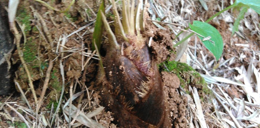 筍の季節がやって来ました