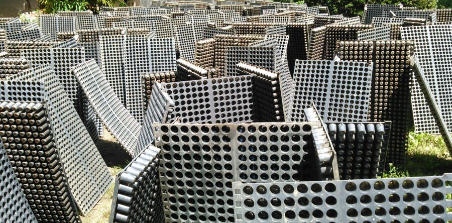 田植えの準備（苗箱洗い編）