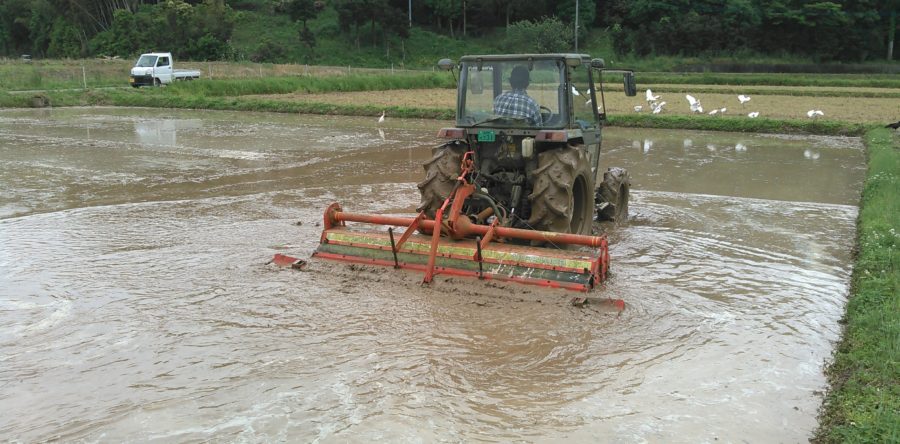 苗床の準備をしました