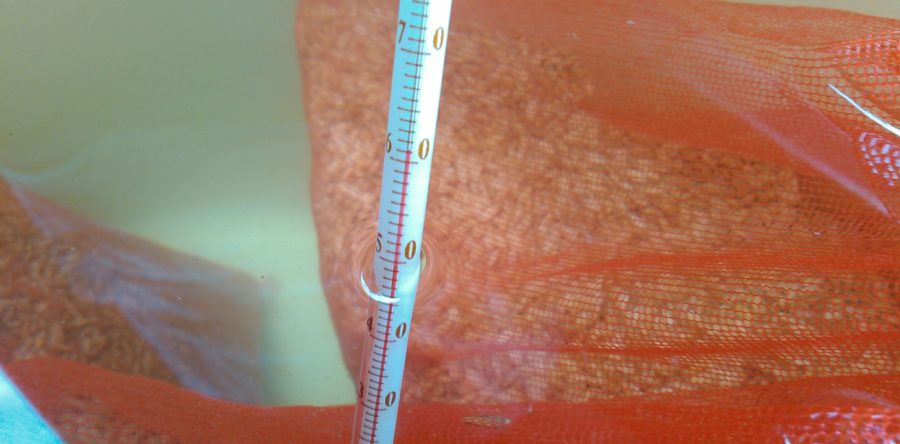 塩水選の後半戦