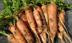 農園の野菜作り