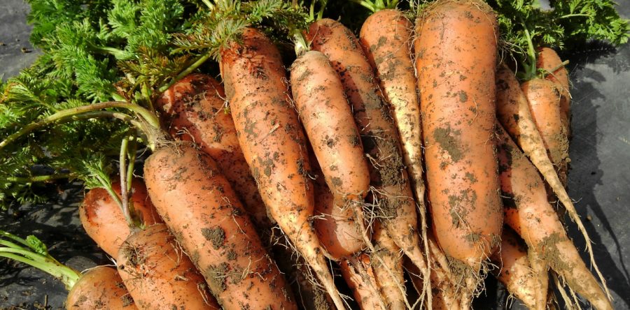 農園の野菜作り