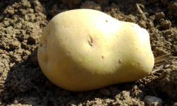 初夏の収穫に向けて