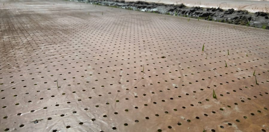 順調に生育しています