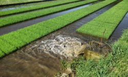 苗広げまで完了しました