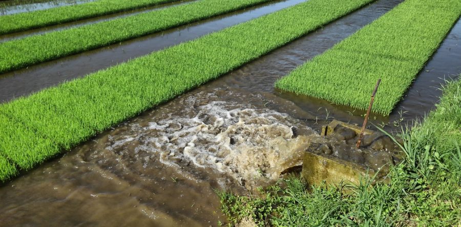 苗広げまで完了しました