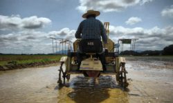 田植えも無事に終えました