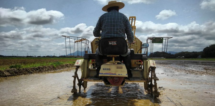 田植えも無事に終えました