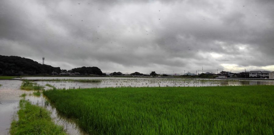 記録的大雨による冠水