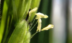 スクスクと順調に育つ稲たち